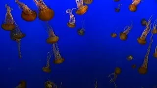 Science Bulletins: Jellies Down Deep