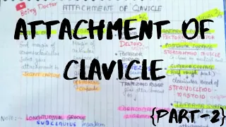 MUSCLES ATTACHMENT OF CLAVICLE || Clavicle Part-2 || Anatomy || Being Doctor