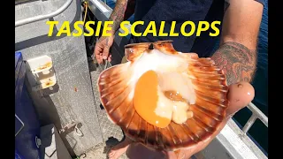 My first TASMANIAN ABALONE and SCALLOP HUNTING fishing charter - Ep7