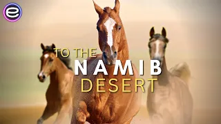 Africas Wild West -  Stallions Of The Namib Desert | Wild Africa