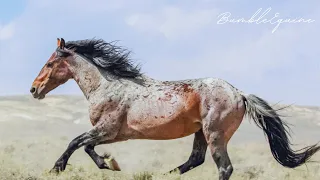 Run | The Beauty of Wild Horses