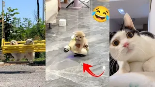New Funny Videos 2023 😂 Cutest Cats and Dogs 🐱😸 part 11