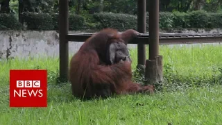 Indonesian orangutan smokes a cigarette thrown by zoo visitor - BBC News