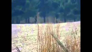 Bigfoot Caught on Film by Teen in Ohio (Stabilized)