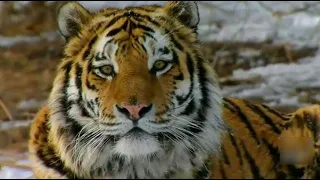 «Поиски тигра на восточной окраине»|CCTV Русский