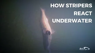 How Stripers React Under Water And How To Adjust