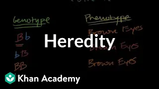 Introduction to Heredity
