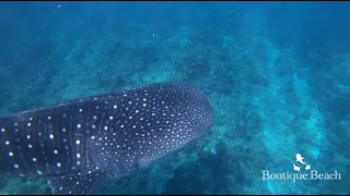 02.03.24 - Whale Shark Snorkelling - Dives at Five Rocks, Maamigili Beyru & Fengfushi Beyru.