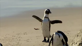 Pingwiny — Symbole Antarktydy — Sekrety ich Zachowań i Życia | 10 Ciekawostek