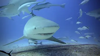 Bull Shark Encounter Diving - Playa Del Carmen