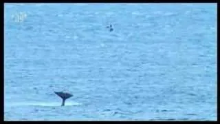 Orca bashes a seal 60 feet out of the water