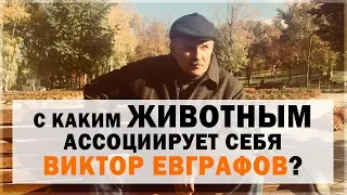 С каким животным ассоциирует себя Виктор Евграфов?