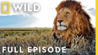 Cats vs. Dogs in the Wild: Ultimate Rivals (Full Episode) | Nat Geo Wild