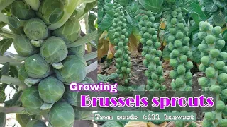 Growing Brussels sprouts at home / How to grow Brussels sprouts from seeds till harvest by NY SOKHOM