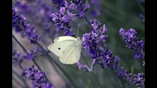 White Butterfly Spiritual Symbolism/Spirit Guide
