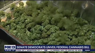 Senate democrats unveil federal cannabis bill | FOX 13 Seattle
