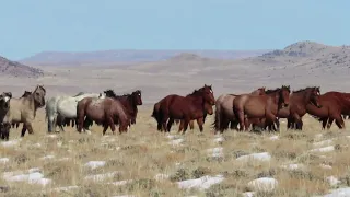 Wild Winds & Wild Horses