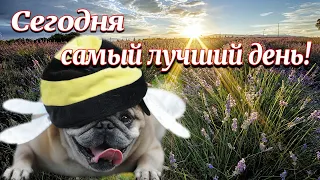 ДЛЯ ЛУЧШЕГО НАСТРОЕНИЯ С УТРА!!! #shorts