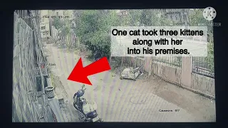 Animal Abuse caught on CCTV