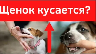 щенок кусается?  что делать если щенок сильно кусается и больно? как отучить щенка кусаться?