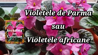 Violetele de Parma sau violetele africane .  Inmultire si ingrijire !