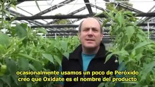 16 años produciendo pimientos y pepinos en un invernadero retráctil Cravo