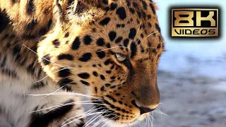 Ultimate Wild Animals Collection in 8K ULTRA HD