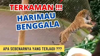 2 HARIMAU MELAWAN 2 MANUSIA - HARIMAU BENGGALA YANG GANAS