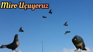 Yogun İstek Üzerine Miro Ucuruyoruz