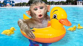 KiKi Monkey go swimming with ducklings at the swimming pool and play with puppies | KUDO ANIMAL KIKI