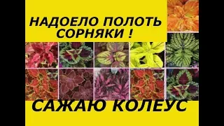 НАДОЕЛО ПОЛОТЬ СОРНЯКИ, САЖАЮ КОЛЕУС ! НЕПРИХОТЛИВЫЕ РАСТЕНИЯ ДЛЯ ЦВЕТНИКА .