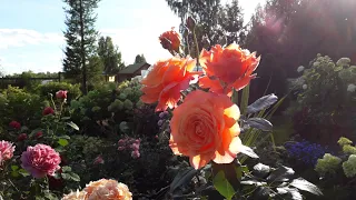 ✿➽Цветение розы Бельведер 🌺🌿 в сезоне 2020🌺🌿