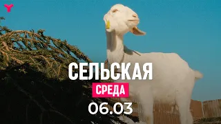 Сельская среда 06.03.2024