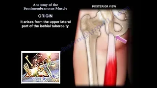 Anatomy Of The Semimembranosus Muscle - Everything You Need To Know - Dr. Nabil Ebraheim