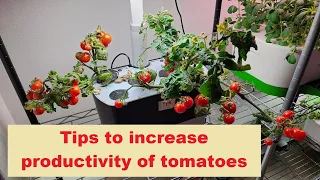 Tips to increase tomato productivity, Aerogarden Hydroponics, apply to peppers, cucumbers, eggplants