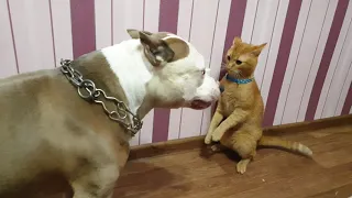 Стафф Убийца vs Кот/Staff killer vs Cat