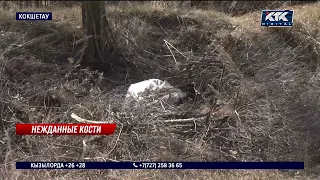 В Кокшетау нашли пакет с человеческими останками
