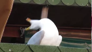 My Reaction To My Crush's Joke [Laughing Seagull]