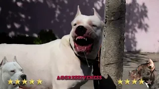 Pitbull Vs Dogo Argentino -  Dogo Argentino Vs Pitbull