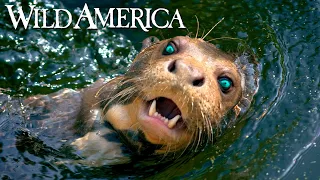 Wild America | S7 E4 Otters of the Adirondacks | Full Episode HD