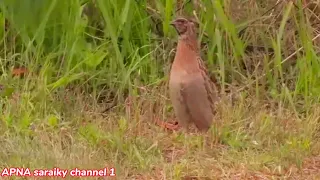 quail sound male/quail sound effect video/ common quail male sound/quail sound video