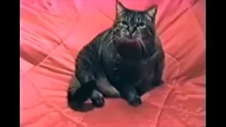 Cat has a Vietnam flashback