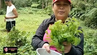 Harvesting Pako (Organic Food) | Liz Gumtang TV