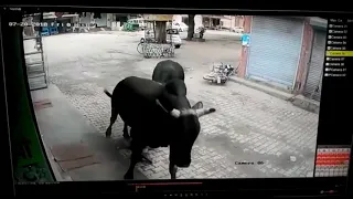 Man Survives after being Hit by Runaway Bull भगोड़ा बैल की चपेट में आने से बच गया आदमी