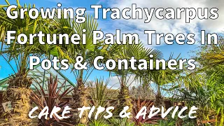 How to Grow Trachycarpus Fortunei Palm Trees in Pots & Containers