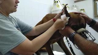 VID 20190905 125214 Bazzy a čistění uší na veterině zl.útulku.