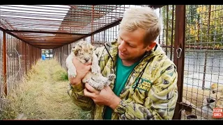 СПАСЕНИЕ  ЛЬВЕНКА !!! 23-летняя львица родила львенка в Саванне! Save the lion cub!