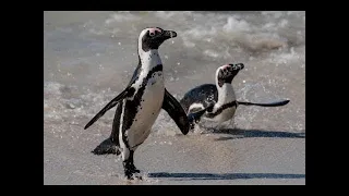 WildEarth - Penguin Beach - 01 May 2022