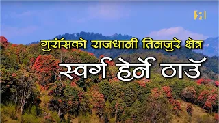 गुराँसको राजधानी तिनजुरे मिल्के र जलजले || Capital of Rhododendron Tinjure - Milke - Jaljale