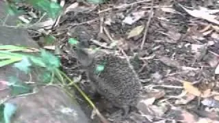 Hedgehog crying  for its mammy